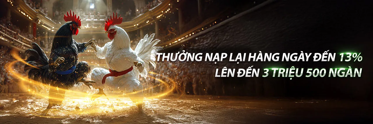 Sân đá gà kịch tính